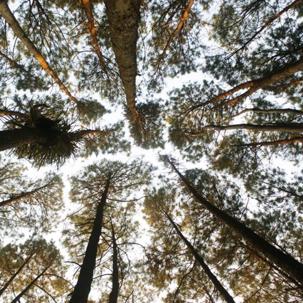 hutan pinus mangunan
