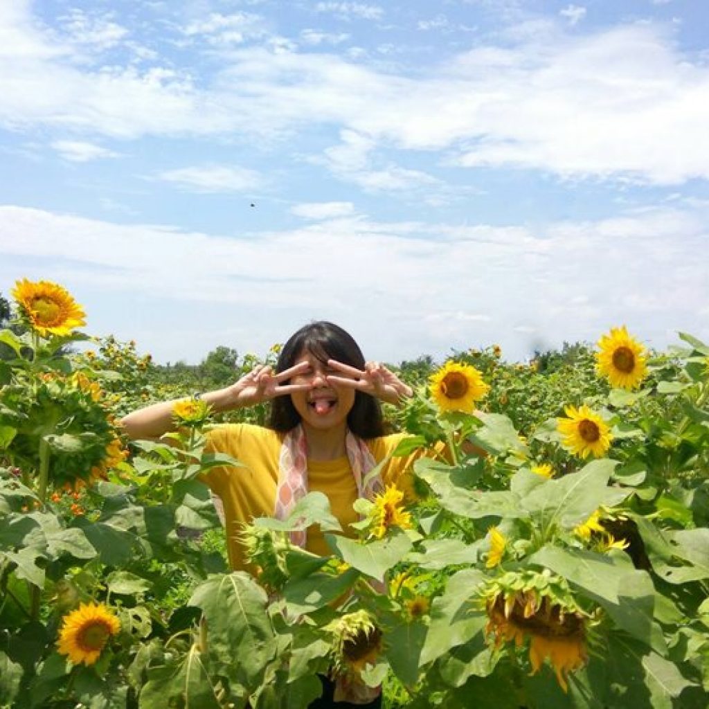 taman bunga matahari jogja