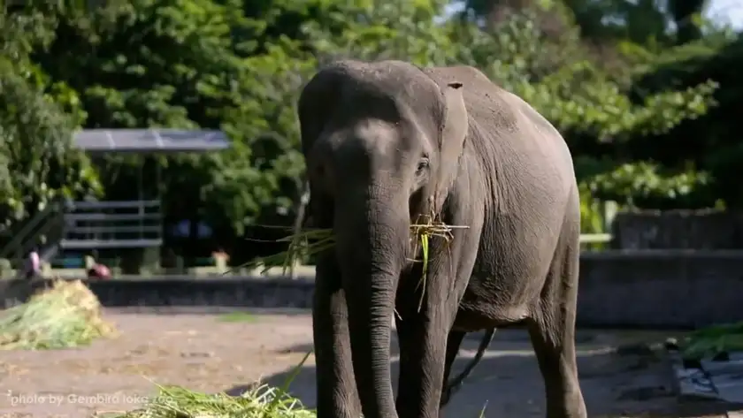 gajah di gembira loka zoo